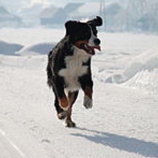 BucketList + Own A Bernese Mountain Dog 