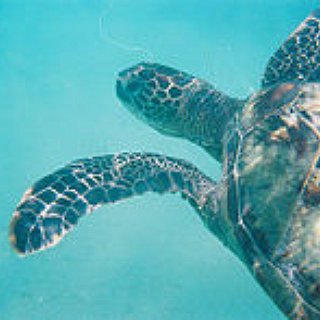 BucketList + Snorkel In Hawaii