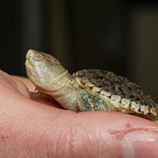 BucketList + Watch A Baby Turtle Hatch