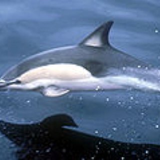 BucketList + See Wild Dolphins