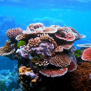 BucketList + Go See The Great Barrier Reef.