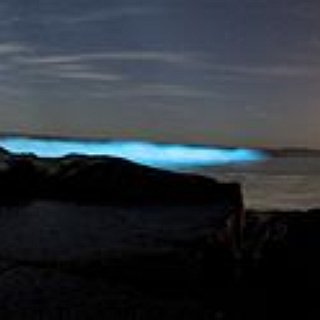 BucketList + See Bioluminescent Waters 