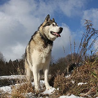 BucketList + Get A Big Dog.... Preferably An Alaskan Malamute