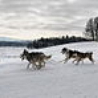 BucketList + Ride On A Alaska Dog Sleigh