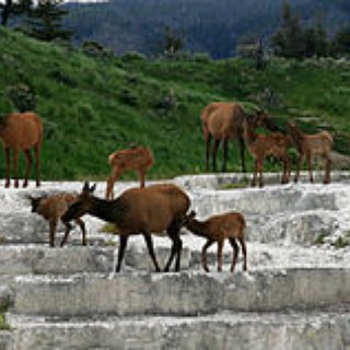 BucketList + Hunt An Elk