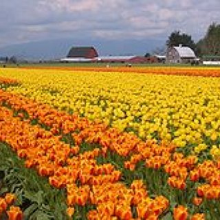 BucketList + See The Skagit Valley Tulip Fields In Washington State (April 1-30)
