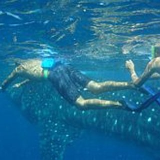 BucketList + Swim With A Whale Shark